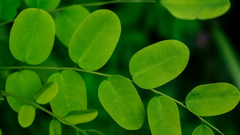 Moringa Leaves Diet: सिर्फ पराठा नहीं, गर्मियों में सहजन की पत्तियों से बनाएं ये 9 स्वादिष्ट चीजें