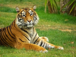 Chandrapur Tadoba News: ताडोबातील या भागात 92 दिवस पर्यटकांना नो एण्ट्री, वन विभागाकडून मोठा अलर्ट जारी