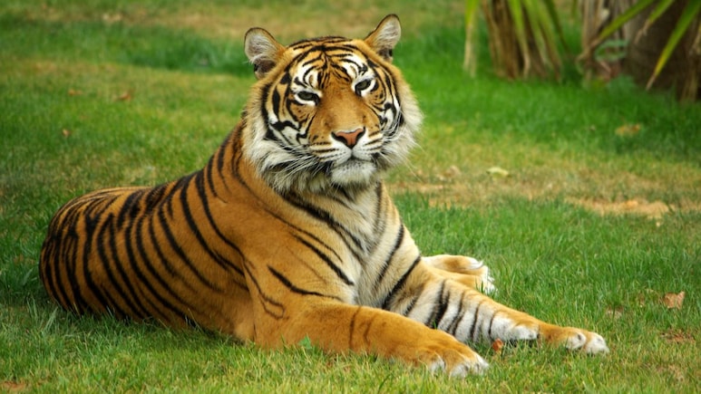 Chandrapur Tadoba News: ताडोबातील या भागात 92 दिवस पर्यटकांना नो एण्ट्री, वन विभागाकडून मोठा अलर्ट जारी
