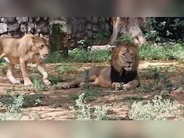CDV का खतरा: ग्वालियर जू में शावक आइसोलेट, बाघ-शेर पर 24 घंटे निगरानी; कान्हा में बाघों की मौत के बाद अलर्ट