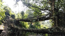 In Meghalaya, Bridges Grow From Tree Roots And You Can Walk On Them