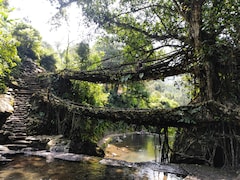 In Meghalaya, Bridges Grow From Tree Roots And You Can Walk On Them