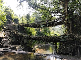 In Meghalaya, Bridges Grow From Tree Roots And You Can Walk On Them