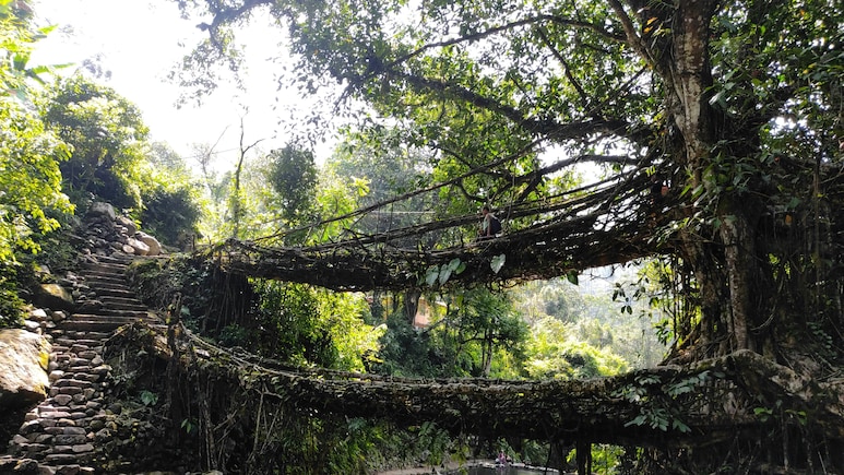In Meghalaya, Bridges Grow From Tree Roots And You Can Walk On Them
