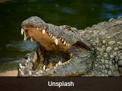 3-Year-Old Rescued After Stranger Throws Boy Into UK Zoo Crocodile Pit