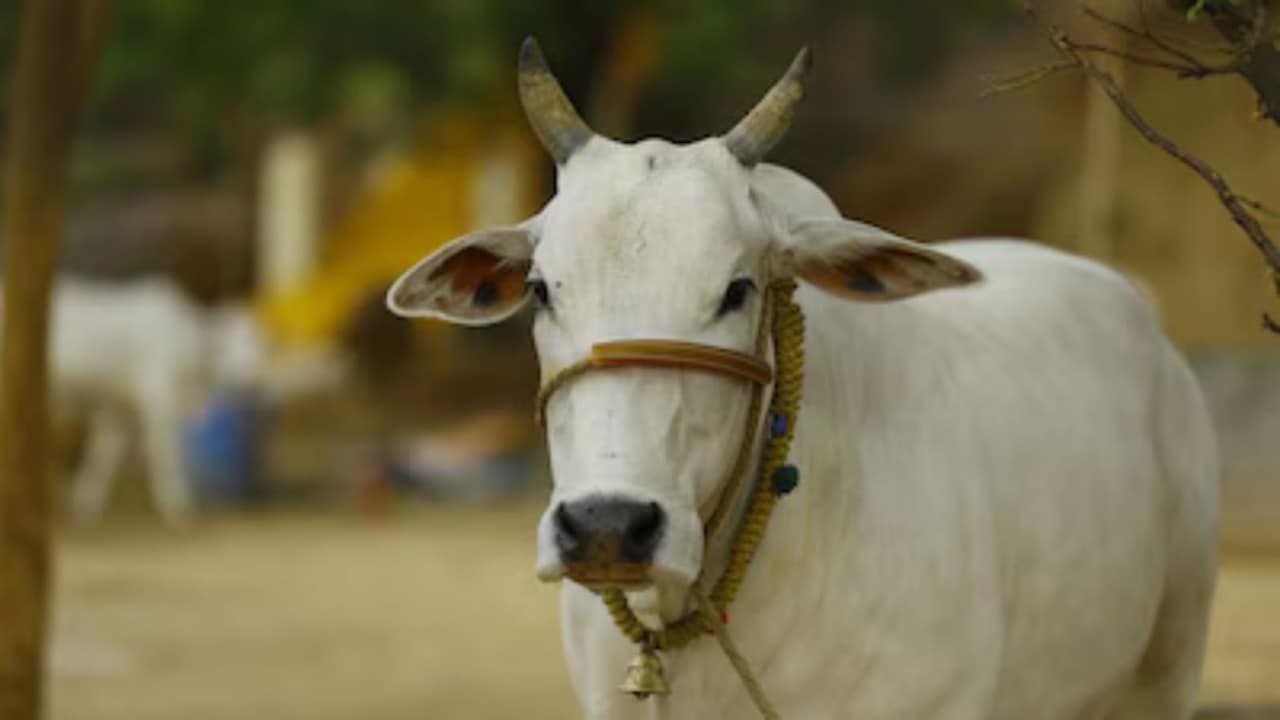 पशुपालकों के लिए खुशखबरी... स्वदेशी गाय पालने पर सरकार दे रही 15 हजार रुपये तक की इंसेंटिव मनी, जानिए कैसे मिलेगा लाभ