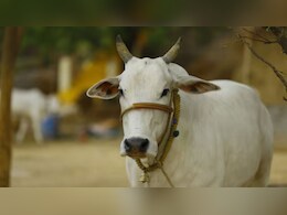 पशुपालकों के लिए खुशखबरी... स्वदेशी गाय पालने पर सरकार दे रही 15 हजार रुपये तक की इंसेंटिव मनी, जानिए कैसे मिलेगा लाभ