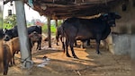 ग्रामीण महिलाओं के लिए खुशखबरी, भेड़- बकरी पालन पर मिलेगी 90% तक सब्सिडी, जानिए कैसे करें आवेदन