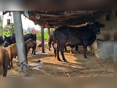 ग्रामीण महिलाओं के लिए खुशखबरी, भेड़- बकरी पालन पर मिलेगी 90% तक सब्सिडी, जानिए कैसे करें आवेदन