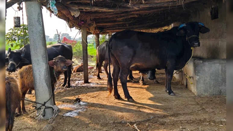 ग्रामीण महिलाओं के लिए खुशखबरी, भेड़- बकरी पालन पर मिलेगी 90% तक सब्सिडी, जानिए कैसे करें आवेदन