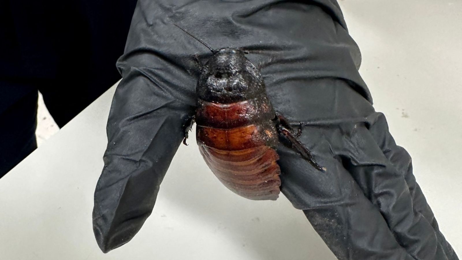 Cockroach Kingpin In Australia Caught With 1,00,000 Illegal Insects