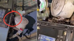 Baby Python Safely Rescued From Inside Jan Shatabdi Express Engine, Video Viral