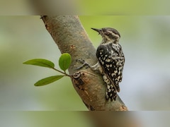 13-15 सेमी लंबा दुर्लभ पिग्मी वुडपैकर; नवा रायपुर जंगल सफारी में दिखा भारत का छोटा कठफोड़वा, जानिए खूबियां