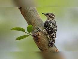 13-15 सेमी लंबा दुर्लभ पिग्मी वुडपैकर; नवा रायपुर जंगल सफारी में दिखा भारत का छोटा कठफोड़वा, जानिए खूबियां