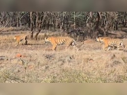 रणथंभौर में सेटेलाइट कॉलर और सिम कैमरों से होगी बाघों की निगरानी, मिलेगा पल पल का अपडेट
