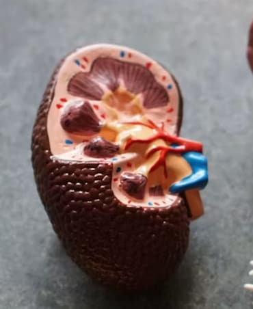 Ways To Reduce Creatinine Levels