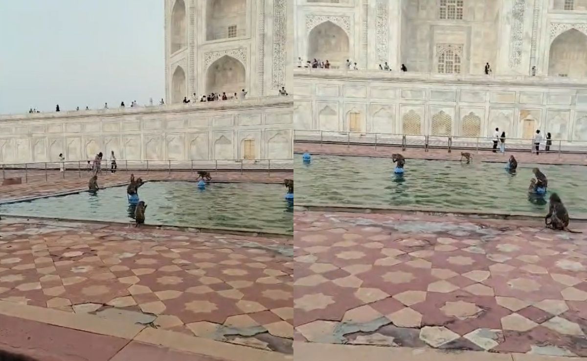 Watch: Monkeys Hijack Taj Mahal Fountain, Turn It Into A 'Water Park' To Beat The Heatwave