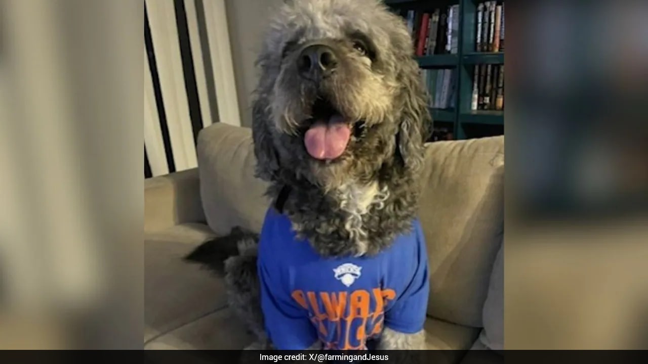 Dog Shot by Police After Neighbor Mistook "Cheers" for Distress