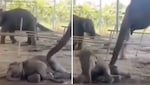 Viral Video: 'उठ जाओ बेटा...' हथनी ने जिस अंदाज में बच्चे को जगाया, वीडियो देख लोगों को याद आ गई अपनी मां