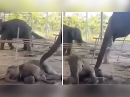 Viral Video: 'उठ जाओ बेटा...' हथनी ने जिस अंदाज में बच्चे को जगाया, वीडियो देख लोगों को याद आ गई अपनी मां