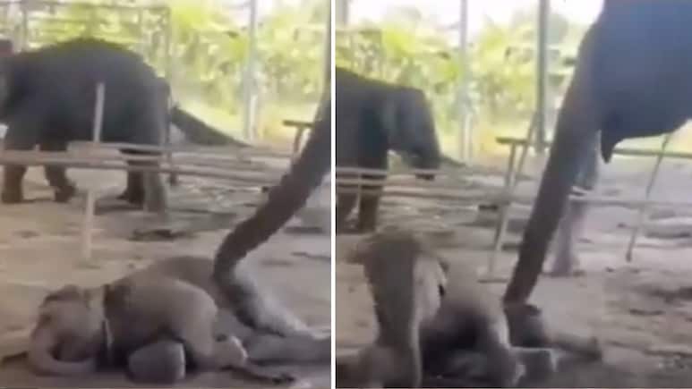 Viral Video: 'उठ जाओ बेटा...' हथनी ने जिस अंदाज में बच्चे को जगाया, वीडियो देख लोगों को याद आ गई अपनी मां
