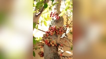 सेहत के लिए किसी खजाने से कम नहीं है गूलर का फल, जाने इसके हेल्थ बेनिफिट्स
