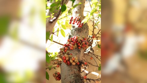 सेहत के लिए किसी खजाने से कम नहीं गूलर का फल, जाने इसके हेल्थ बेनिफिट्स