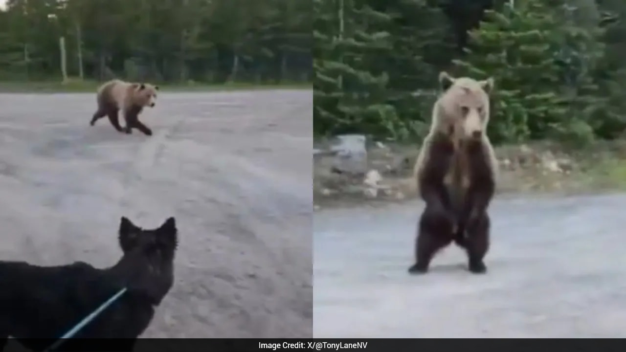 Woman and leashed dog escape grizzly bear encounter in Alberta after viral video