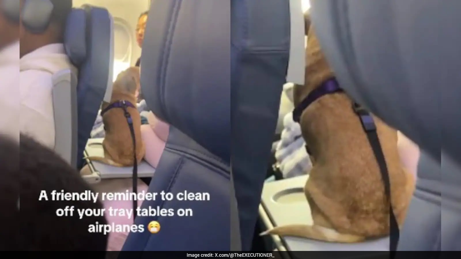 Video: Passenger Lets Dog Sit On Plane’s Tray Table, Triggers Hygiene Debate