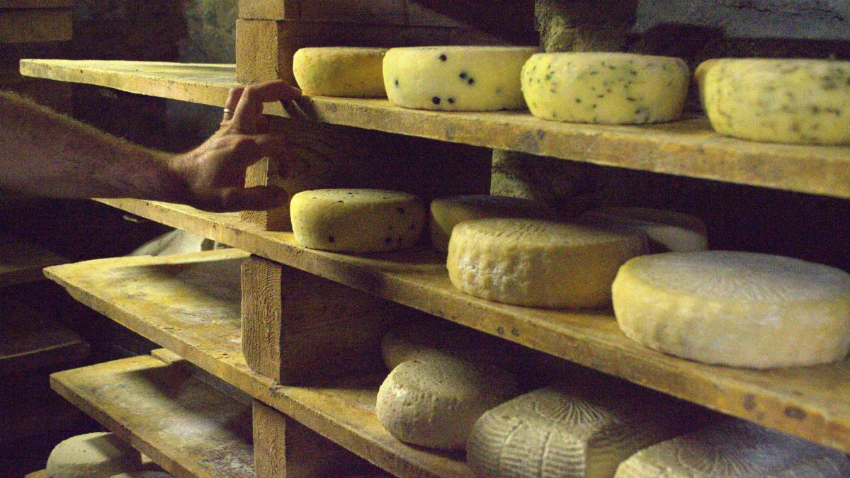 Mouldy Cheese: Can You Still Eat It Or Throw It Away?