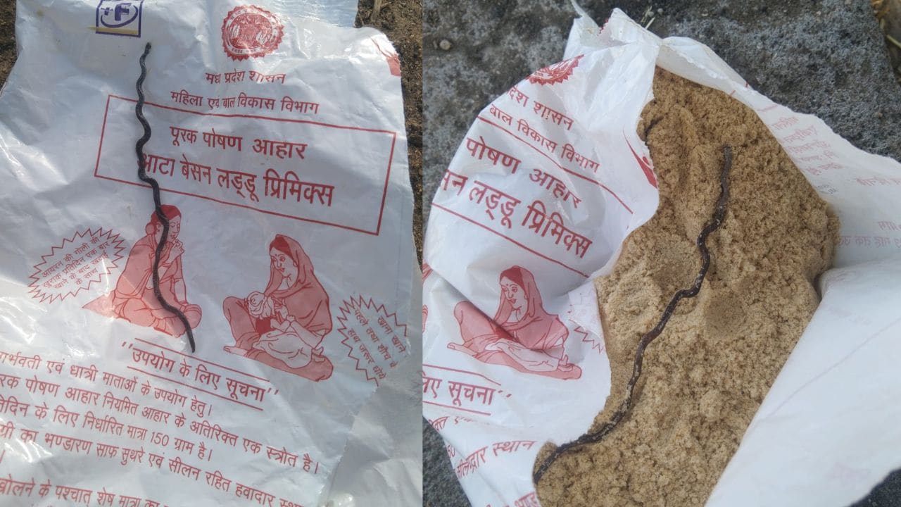 MP: आंगनवाड़ी के पोषण आहार से निकला मृत सांप का बच्चा, गर्भवती महिला को दिया था पैकेट, पांढुर्णा में हड़कंप