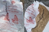 पांढुर्णा: आंगनवाड़ी के पोषण आहार से निकला मृत सांप का बच्चा, गर्भवती महिला को दिया गया था पैकेट