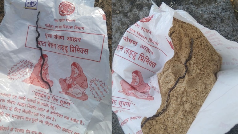 MP: आंगनवाड़ी के पोषण आहार से निकला मृत सांप का बच्चा, गर्भवती महिला को दिया था पैकेट, पांढुर्णा में हड़कंप