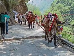 केदारनाथ यात्रा मार्ग पर बेजुबानों से क्रूरता की तो खैर नहीं! मंत्री सौरभ बहुगुणा ने दिए कार्रवाई के आदेश