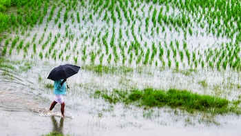 Rainfall Deficit Widens Across Western, Central India In Early Monsoon Phase — Check Sub-Division Wise Data