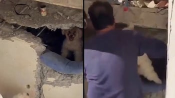 Venezuela's Most Emotional Earthquake Rescue Yet? Two Poodles Refuse To Leave Rubble