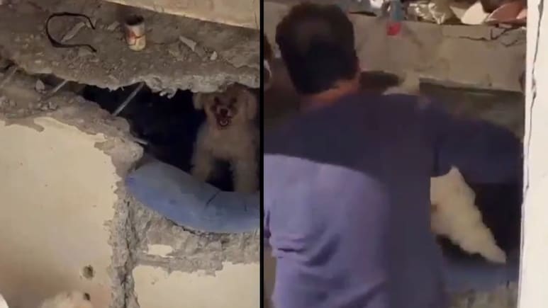 Venezuela's Most Emotional Earthquake Rescue Yet? Two Poodles Refuse To Leave Rubble