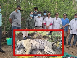 Nagpur News: नागपूरकरांनी घेतला मोकळा श्वास, 'या' भागातील पट्टेरी वाघाची मोठी अपडेट समोर, शिकार की अन्य काही..
