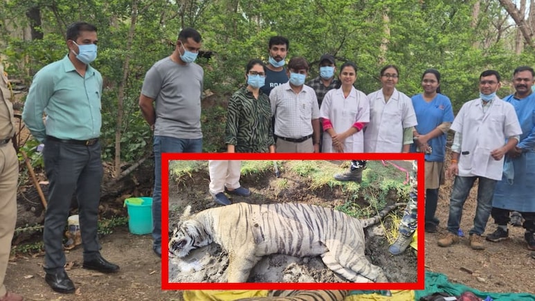 Nagpur News: नागपूरकरांनी घेतला मोकळा श्वास, 'या' भागातील पट्टेरी वाघाची मोठी अपडेट समोर, शिकार की अन्य काही..