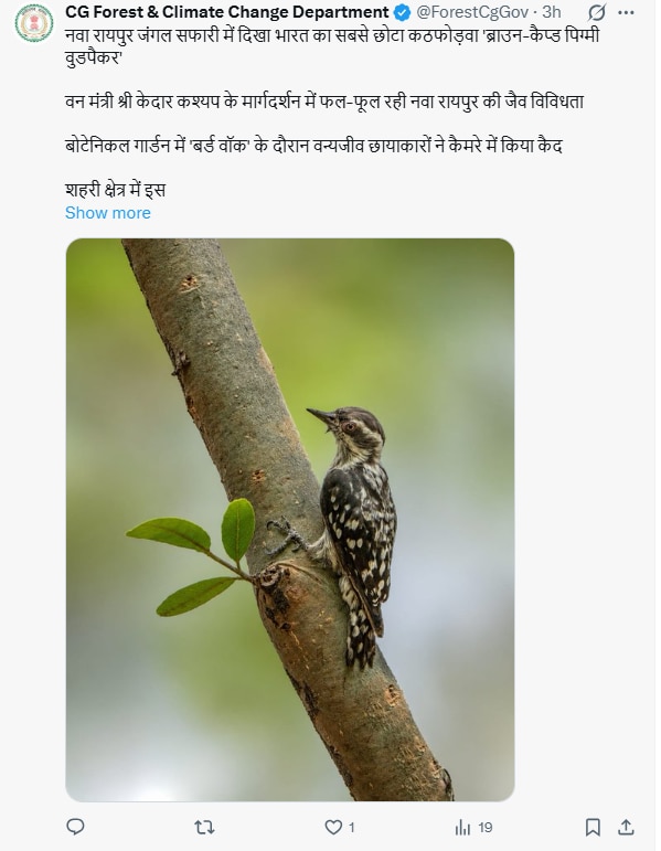 Rare Pygmy Woodpecker: भारत का सबसे छोटा कठफोड़वा Rare Pygmy Woodpecker: भारत का सबसे छोटा कठफोड़वा