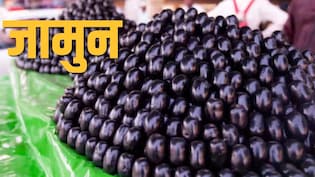 बाजार में जामुन की भरमार मतलब इस साल पड़ेगा सूखा? सोशल मीडिया में क्यों वायरल हो रही दादी-नानी की ये कहानी