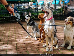 Monsoon Pet Health Tips: An Expert Veterinarian's Guide To Prevent Rain-Related Illnesses