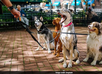 Monsoon Pet Health Tips: An Expert Veterinarian's Guide To Prevent Rain-Related Illnesses