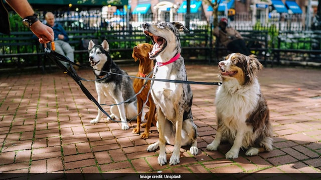 Monsoon health of pets needs to be actively maintained to avoid disease