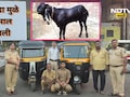 Thane News: एकाच नंबरच्या दोन रिक्षा, बोकडामुळे मिळाली चोराला शिक्षा! एक चूक नडली अन् चोरीचा पर्दाफाश
