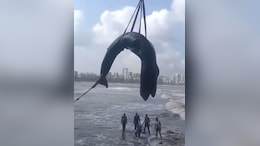 Video: 26-Foot Humpback Whale Washes Ashore In Mumbai, Rescue Ends In Tragedy