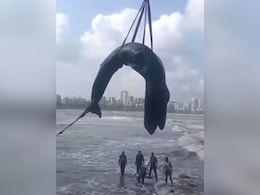 Video: 26-Foot Humpback Whale Washes Ashore In Mumbai, Rescue Ends In Tragedy