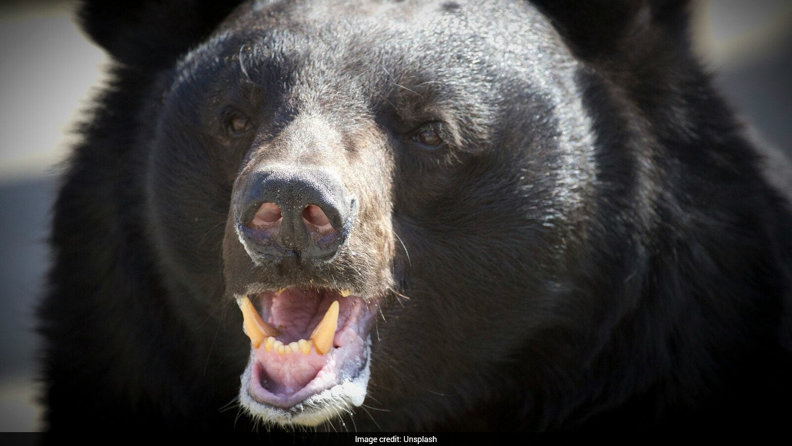 Chinese Zoo Hires Performers to Wear Bear Costumes with No-Talking Rule