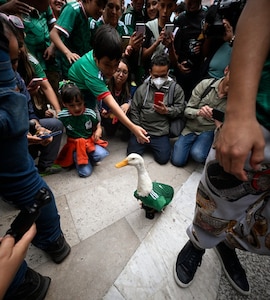 Ducktales: Meet FIFA World Cup 2026s Latest Ambassador Who Has Captured Mexicos Imagination