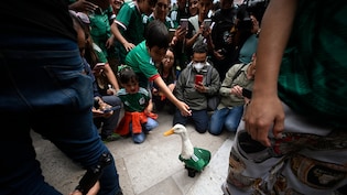 Ducktales: Meet FIFA World Cup 2026's Latest 'Ambassador' Who Has Captured Mexico's Imagination
